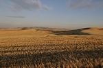 palouse_farmland_03Sep2008_0904.jpg