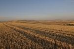 palouse_farmland_03Sep2008_0905.jpg