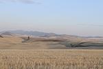 palouse_farmland_03Sep2008_0913.jpg