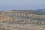 palouse_farmland_03Sep2008_0937.jpg
