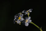 flowers_23May2009_8306.jpg
