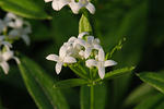flowers_23May2009_8409.jpg