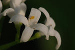 flowers_23May2009_8459.jpg