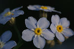 flowers_23May2009_8464.jpg