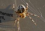 Backyard spiders