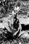 July 2001 b/w shots