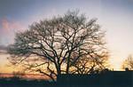 A tree as seen from my backyard and other shots