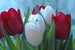 UP! - Tulip Variations