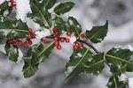 A snowy winter in Bellevue